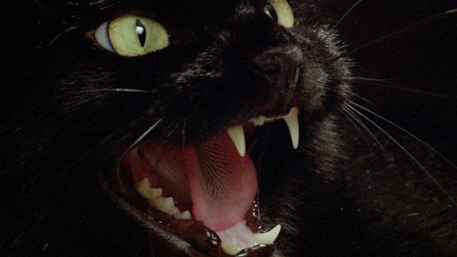 evil black cat eyes